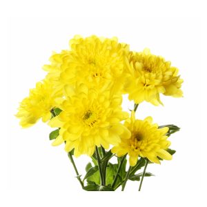 хризантема кустовая желтая Baltica Yellow