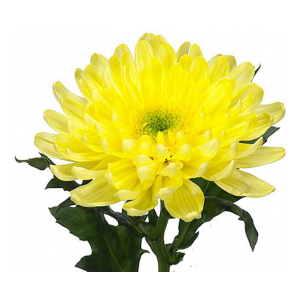 Хризантема одноголовая желтая (Zembla Yellow)