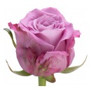 Роза кения (Maritim)