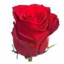 Роза кения красная (Madam Red)