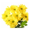 хризантема кустовая желтая Сelebrate