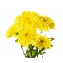 хризантема кустовая желтая Baltica Yellow